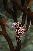 Astrophyton-muricatum juv-Bonaire Buddy Reef-4m-20180222nuit-Denis-ADER-DSC_7631_tn